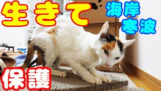 【野良猫 保護】ガリガリ三毛猫 保護できました 毎日病院へ抗生物質行きますが悪いです 白血病発症してますが頑張ってます 経過報告 [upl. by Eneladgam]