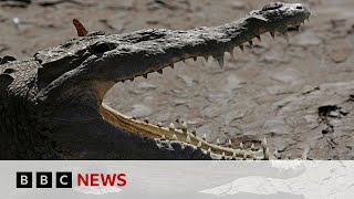 Body found in search for child missing in crocodile attack  BBC News [upl. by Amalita]