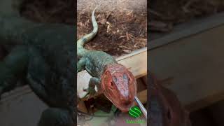 Feeding time with our cute Caiman lizard Copa kyreptilezoo caimanlizard lizard [upl. by Llehsal854]