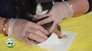 Older Male guinea Pig Impaction Feet cysts and cauliflower doo dah [upl. by Nylikcaj]