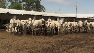 Michoacán punta de lanza en programas en favor de la ganaderia [upl. by Llemaj]