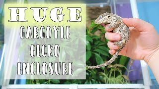 Gargoyle Gecko Bioactive Setup  OiiBO knock down terrarium [upl. by Zullo]