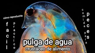 cómo CULTIVAR Pulgas de AGUA crustáceo facil de REPRODUCIR 🦐 alimento vivo para los peces [upl. by Keynes]