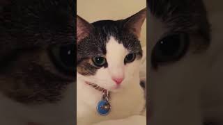 Hcatcatlover fumny fumnyvideos foryou fypage fyp fumnycatcats cat pets funny [upl. by Ialocin441]