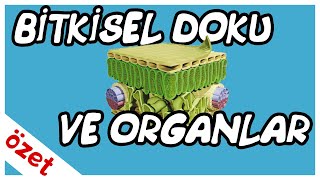 Bitkisel Doku ve Organlar Özet  AYT Biyoloji [upl. by Horsey]