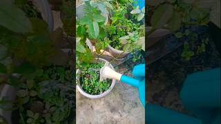 How to care rose flower plant shorts [upl. by Jannel]