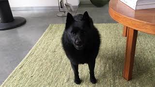 Schipperke dog when it’s 5 minutes until supper time [upl. by Anemij973]