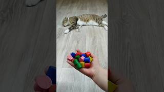 Cat Barsik 🖐🌈 Reverse Video reversevideo cat [upl. by Amolap]