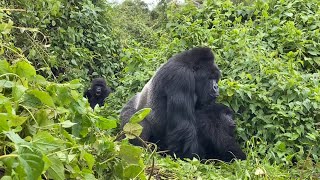 Mountain Gorillas mating in the wild  Rwanda [upl. by Aimil]