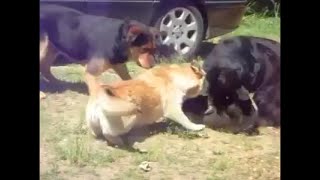 PERROS DEFIENDEN A GATO QUE ES GOLPEADO cats fight [upl. by Aylmar]