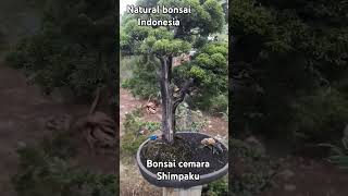 Bonsai cemara shimpaku [upl. by Arais201]