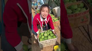 Beautiful nature farm fruit PS041 farming fruit shorts shortvideo [upl. by Tristram]