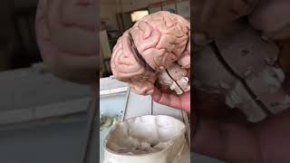 Human Skull amp Brain  इंसान की खोपड़ी और ब्रेन अन्दर से कैसा होता है viral trending shorts shots [upl. by Ander]