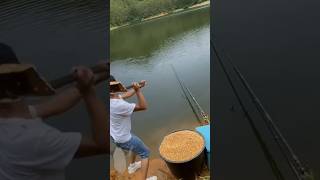 The process of placing corn bait in fish ponds [upl. by Luciano]