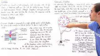 Prokaryotic vs Eukaryotic Flagella [upl. by Zerep769]