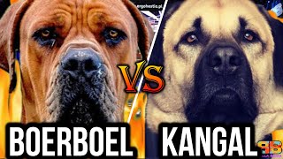 Boerboel vs Kangal  Kangal vs Boerboel  Battle between Fearless Protectors  Billa Boyka [upl. by Bron819]