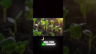 Plant growing Timelapse timelapse plants [upl. by Llecram]