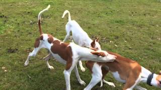 Podenco Ibicenco Playing [upl. by Chambers]