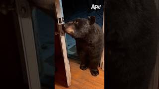 BEAR Sneaks into HER House😳 [upl. by Ivory]