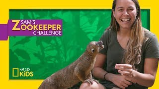 What is a Kinkajou  Sams Zookeeper Challenge [upl. by Nylecsoj]