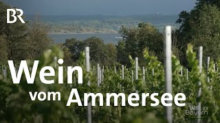 Wein aus Oberbayern Winzer Uli Ernst vom Ammersee auf den Spuren der Römer  Wir in Bayern  BR [upl. by Donald]