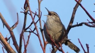 Bewicks Wren [upl. by Ramal]