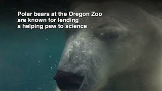 How Oregon Zoo Polar Bears Help Scientists [upl. by Furiya]