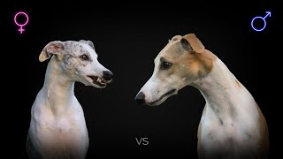 Male vs Female Whippet What Is The Difference [upl. by Dnalwor675]