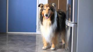 Collies Afraid Of The Kitchen Floor [upl. by Valeria420]