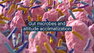 The gut microbiome may have a role in acclimatizing to high altitudes in Chinese men [upl. by Icnan539]