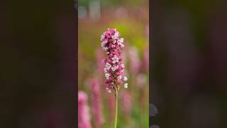 Persicaria affinis Kabouter  poznaj niską okrywową i długo kwitnącą bylinę byliny kwiaty ogród [upl. by Bohannon]