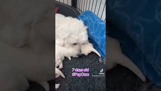 puppies cotondetulear dog pupcam [upl. by Mairem]