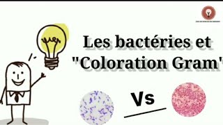 Les bactéries et coloration Gram أجي تفهم 🔴 [upl. by Tonya]