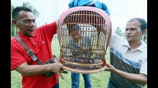 Burung merbok RM32000 juara [upl. by Marika]