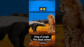 honeybadger king of the jungle lion do afraid of this animal [upl. by Ransom]