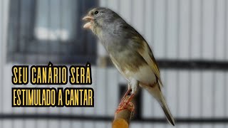 Canário Belga cantando para Treinar Canários Jovens e Silenciosos a Cantar Diretamente 65 [upl. by Mauer]