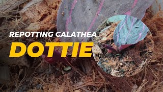 Repotting calathea dottie  Calathea care [upl. by Dugan498]