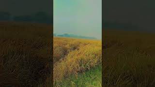 hindisong love music subscribe villagelifestyle download viralvideo paddy ashapurgadi stat [upl. by Annailuj]