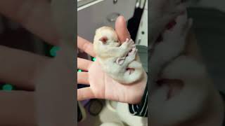 petauro dello zucchero Sugar Glider animals youtubeshorts animali [upl. by Lehteb]