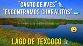 GENIAL quotENCONTRAMOS CHARALITOSquot 🐟  quotCANTO DE AVESquot 🐦 lagodetexcoco🦆🚴 [upl. by Rotow]