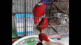 Red malcund Lorikeet dance with chicks today 0342024 [upl. by Laerdna]