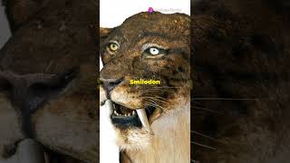 The Fascinating World of SaberToothed Cats [upl. by Ahsinirt]