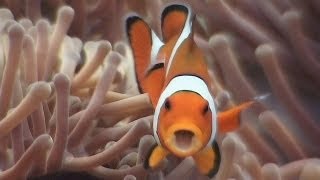 Symbiosis amp Anemonefish  Reef Life of the Andaman  Part 18 [upl. by Allen]