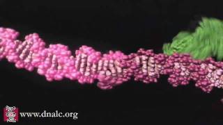 Mechanism of Recombination [upl. by Dane103]