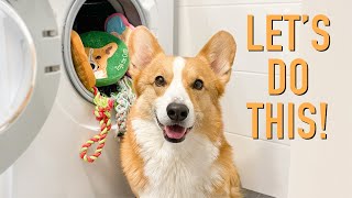 IG VID  Washing My Toys  Topi the Corgi [upl. by Suirauqed311]