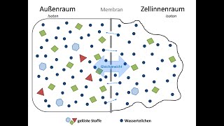 Osmose Diffusion und Plasmolyse [upl. by Skipp202]