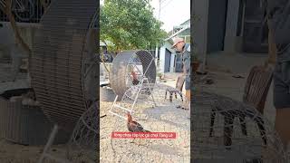 Aseel Murgha Preccat World No 1 Rooster New Video shorts [upl. by Sidhu]