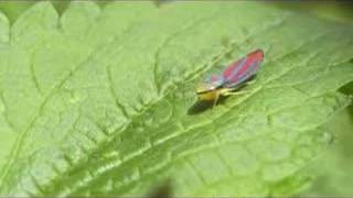 Leafhopper Strut [upl. by Resee429]