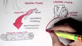 Myology  Introduction Skeletal Cardiac Smooth Muscles [upl. by Braasch]