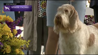 Spinoni Italiani  Breed Judging 2023 [upl. by Ibur]